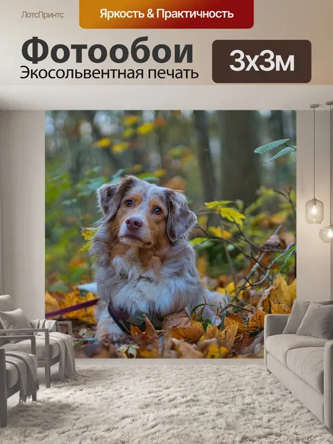 Фотообои Собака