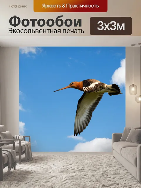 Фотообои Птица в полете Godwit