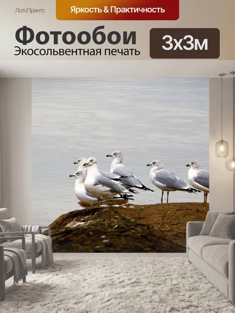 Фотообои Морские чайки у водоемов