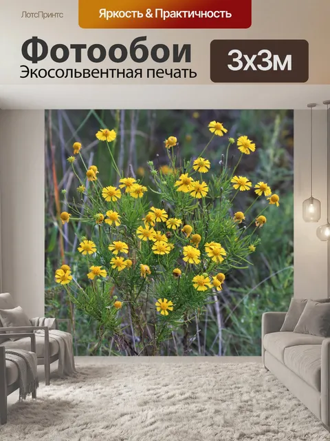 Фотообои Цветы обыкновенные
