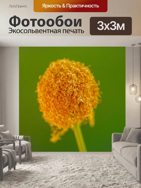Фотообои Зеленое семя Белый цветок попинака