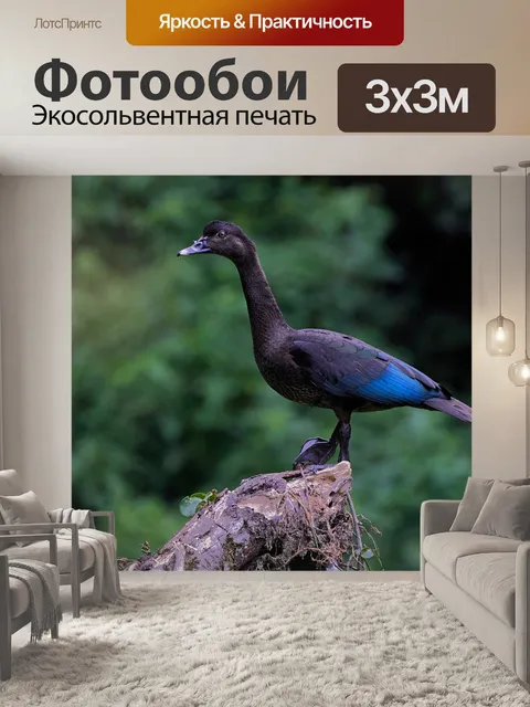 Фотообои Птица