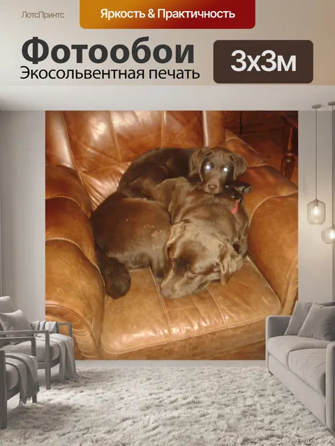 Фотообои Собаки прижимаясь