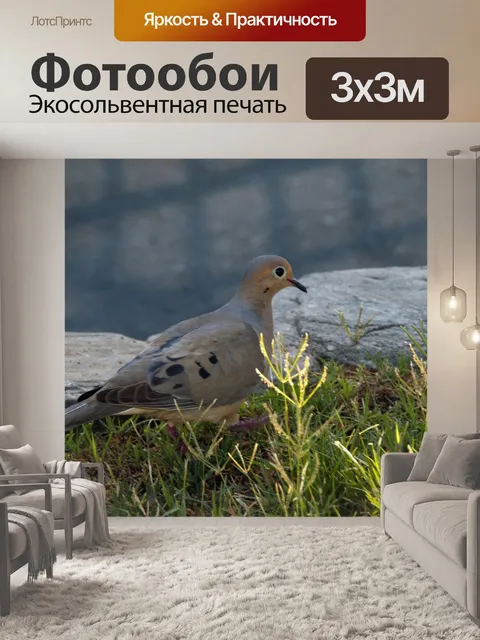 Фотообои Утренний голубь