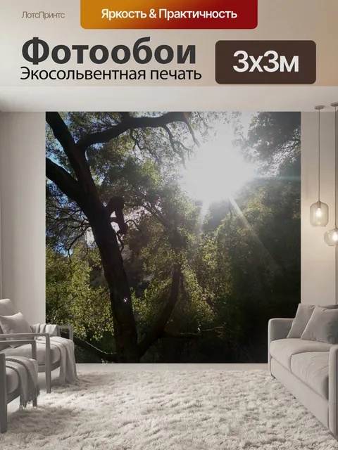 Фотообои Солнечный свет через деревья