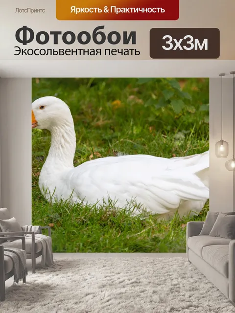 Фотообои Белый гусь