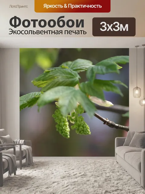 Фотообои Клен
