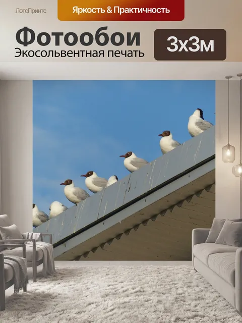 Фотообои Чайки