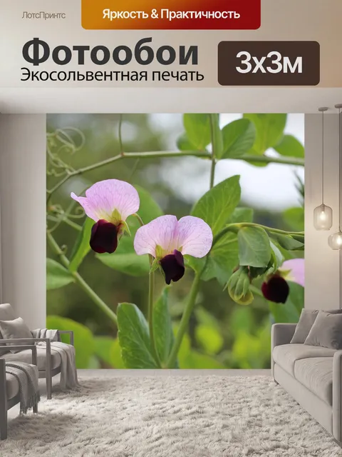 Фотообои Горох