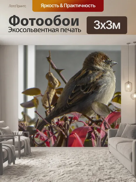 Фотообои Чёрный воробей