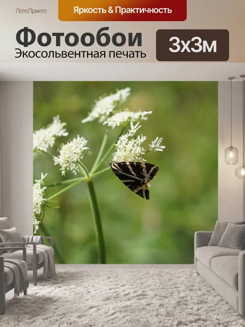 Фотообои Треугольная бабочка