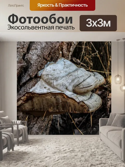 Фотообои Гриб