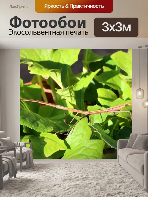 Фотообои Насекомое