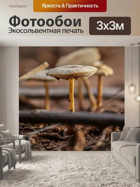 Фотообои Гриб