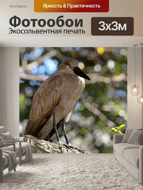 Фотообои Hamerkop Птица