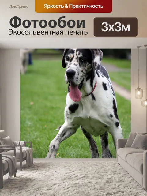 Фотообои Собака