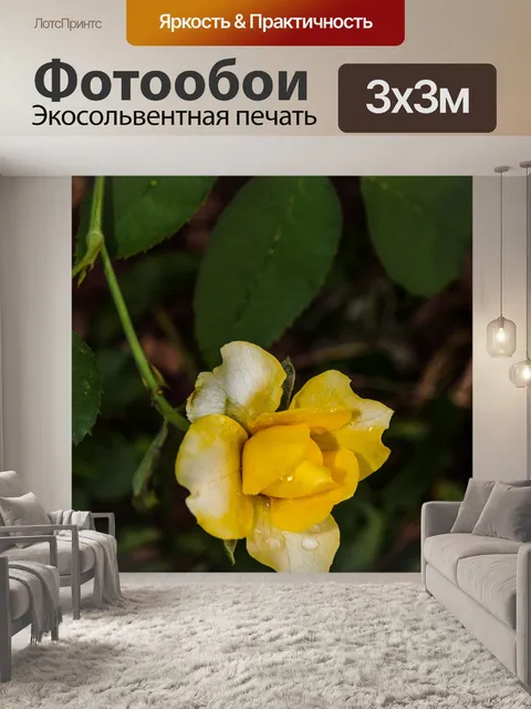 Фотообои Роза в саду