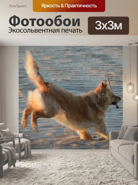 Фотообои Золотистый ретривер