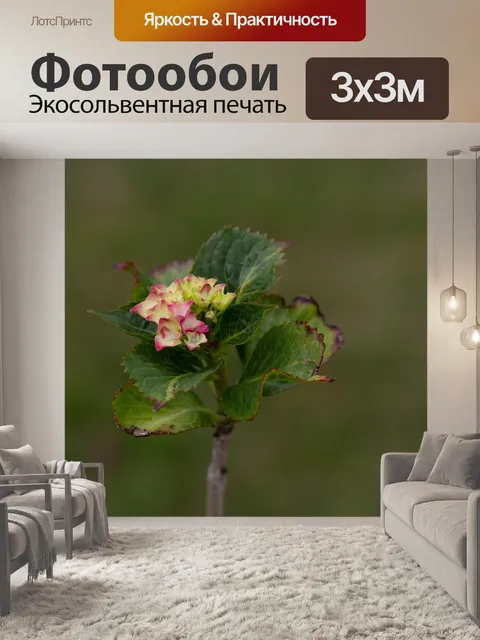 Фотообои Цветок