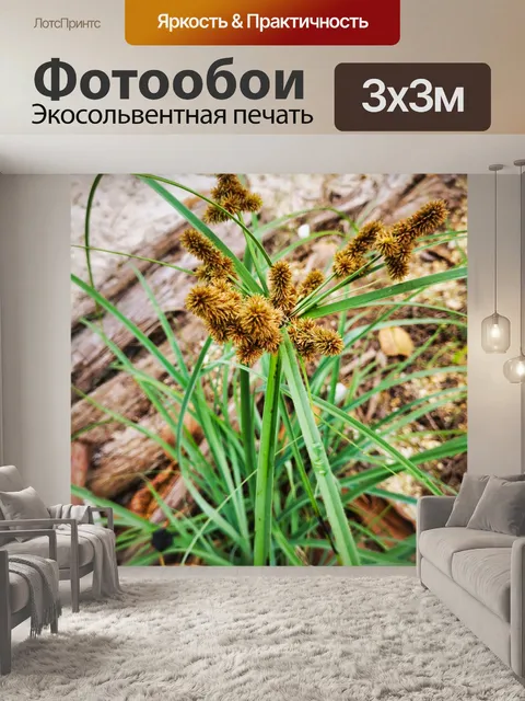 Фотообои Цветок