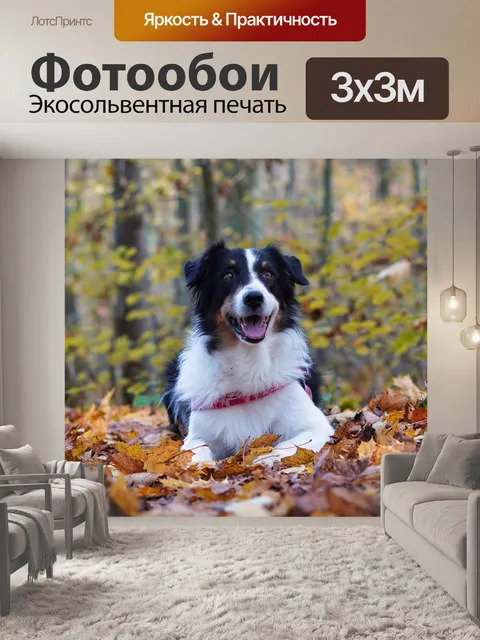 Фотообои Собака