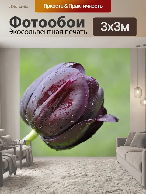 Фотообои Тюльпан