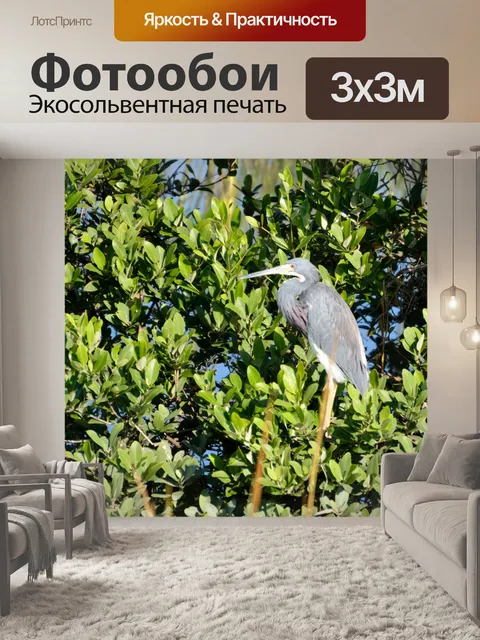 Фотообои Маленькая голубая цапля