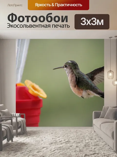 Фотообои Колибри