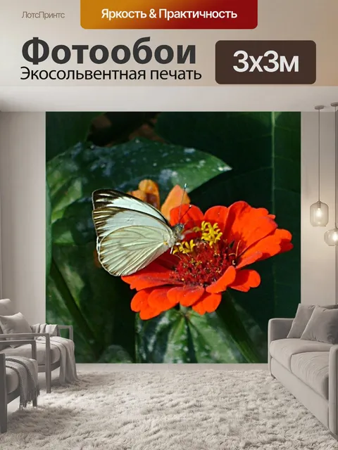 Фотообои Бабочка