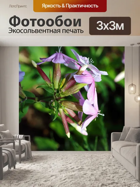 Фотообои вид на розовый цветок мыльницы