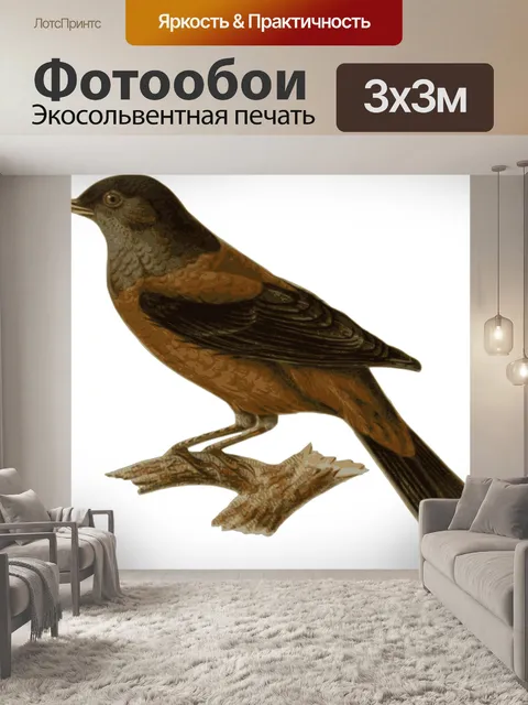 Фотообои Птица