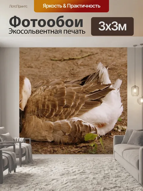 Фотообои Лебедь