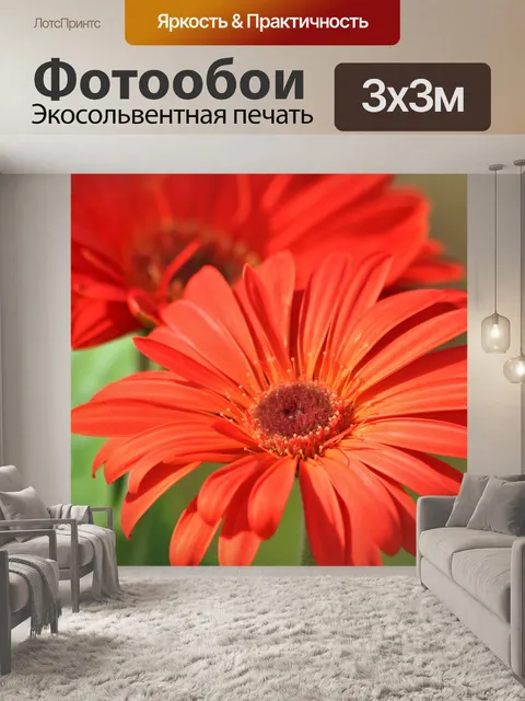 Фотообои Оранжевая гербера Дейзи крупным планом