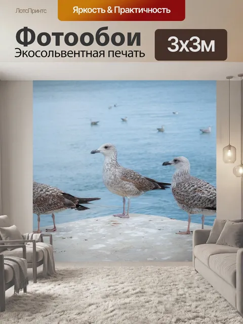 Фотообои Чайки