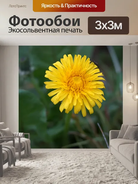 Фотообои одуванчик