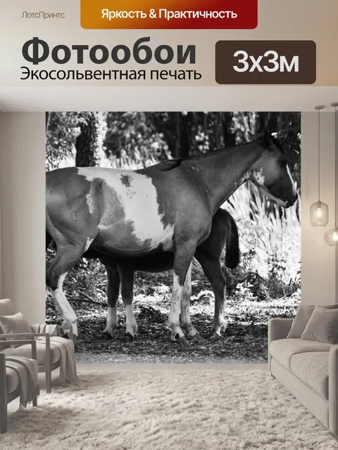 Фотообои Лошади