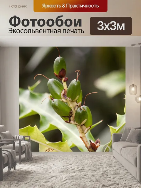 Фотообои Акант