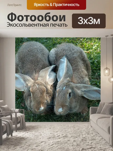 Фотообои Кролик