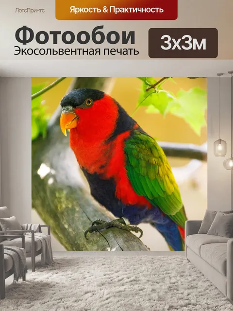 Фотообои черная шапочка лори