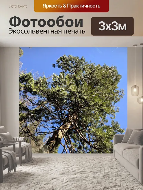 Фотообои Глядя на Высокое дерево