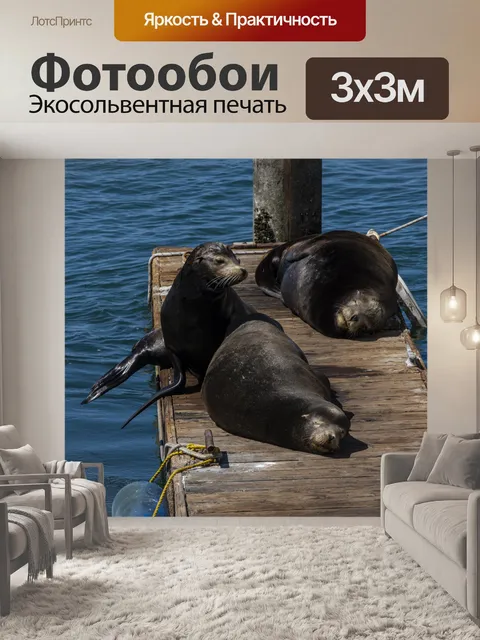 Фотообои морской лев тюлень