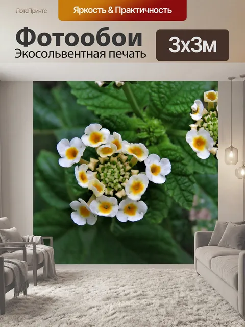 Фотообои Цветы