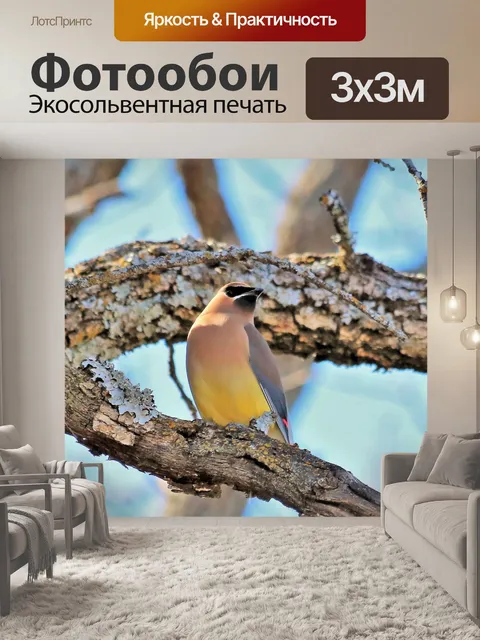 Фотообои Кедровая ветка на ветке дерева
