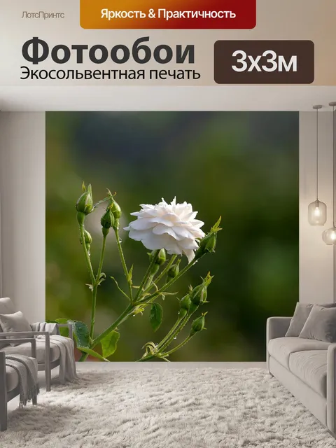 Фотообои Роза