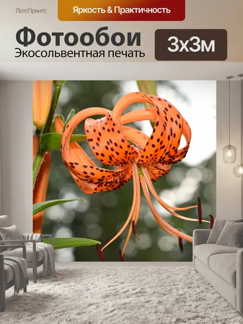 Фотообои Тайгер лили