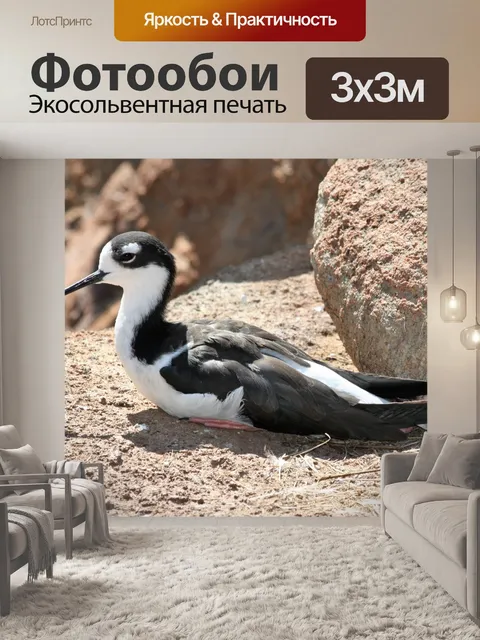 Фотообои Гавайская походная птица