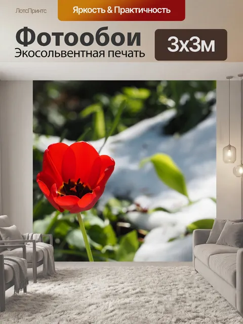 Фотообои Тюльпан