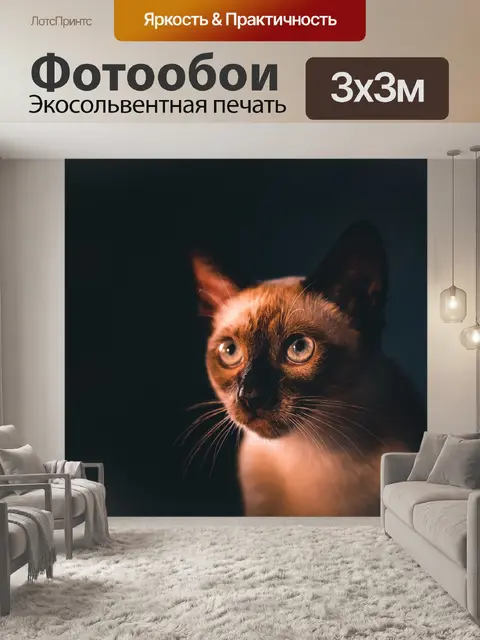 Фотообои Кот