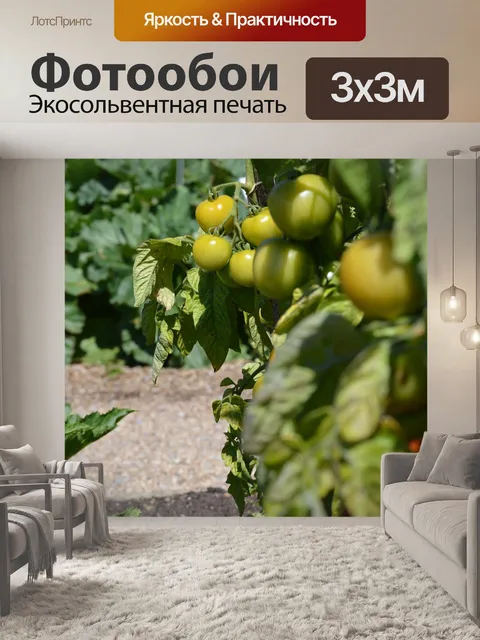 Фотообои Помидор