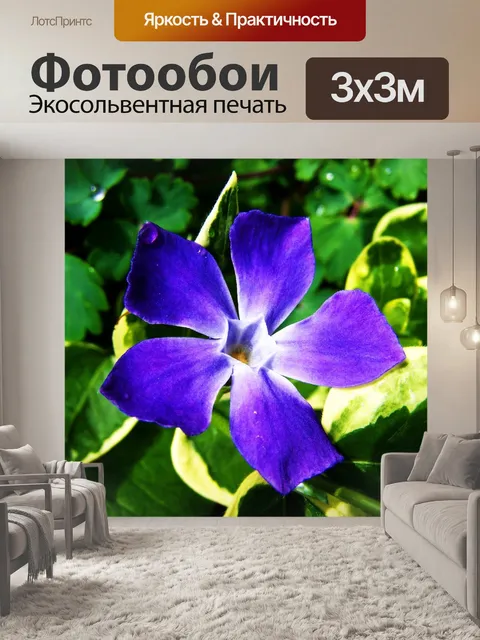 Фотообои Голубовато-фиолетовый цветок